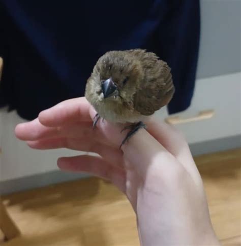 Mio Aiue