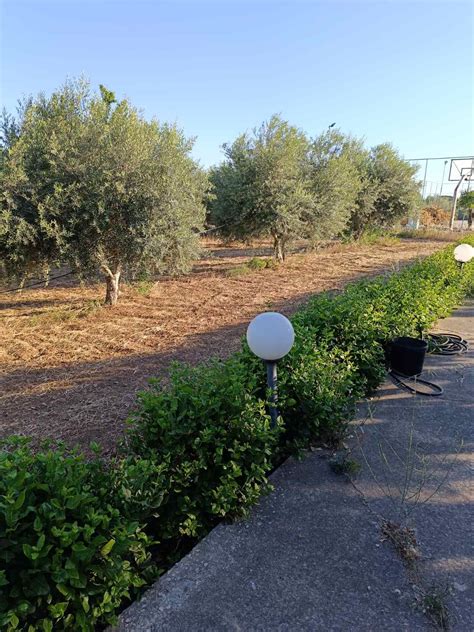 Evia Rabasca