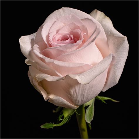 Fleur Rose