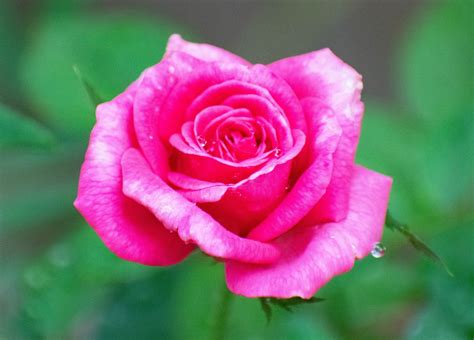 Fleur Rose #4