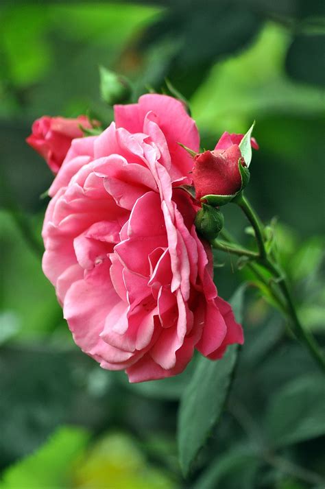 Fleur Rose #5
