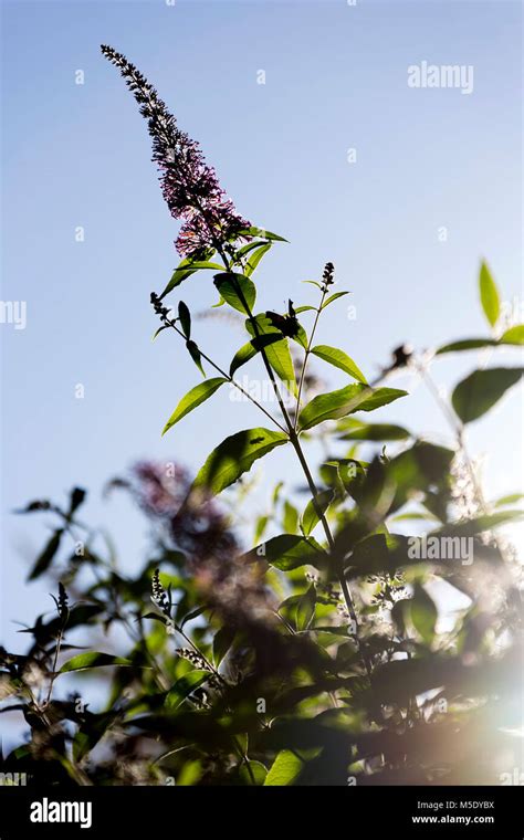 Flora Bush #12