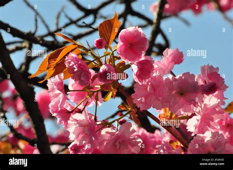 Flora Cherry