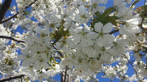 Flora Cherry