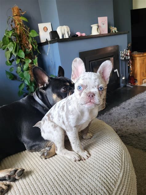 Frenchie Sinclair #10