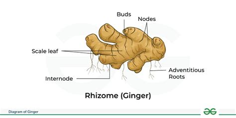 Ginger A (Domai) #5