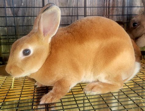 Ginger Bunny #12