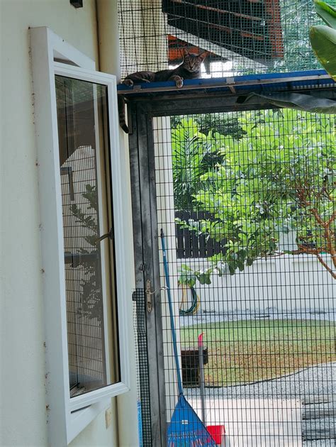 Ginger Rey #14