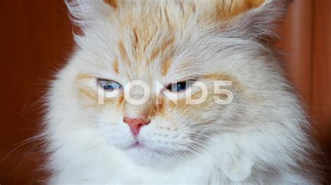 Ginger White #13
