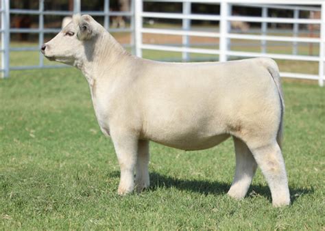 Grace Steer #8