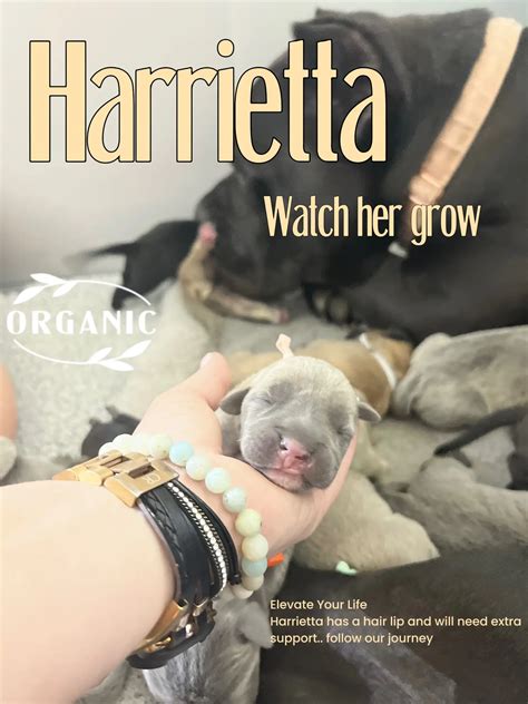Harrietta #7