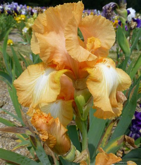 hot iris