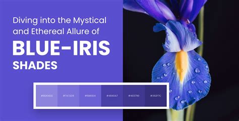 Iris A #2