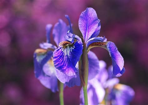 Iris A #8