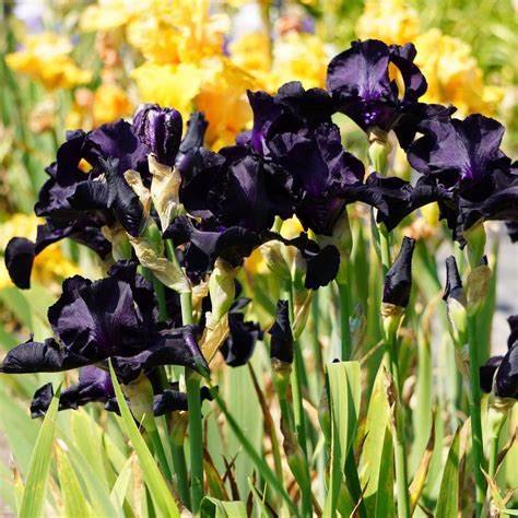 Iris Black