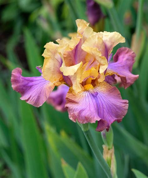 Iris Bloom
