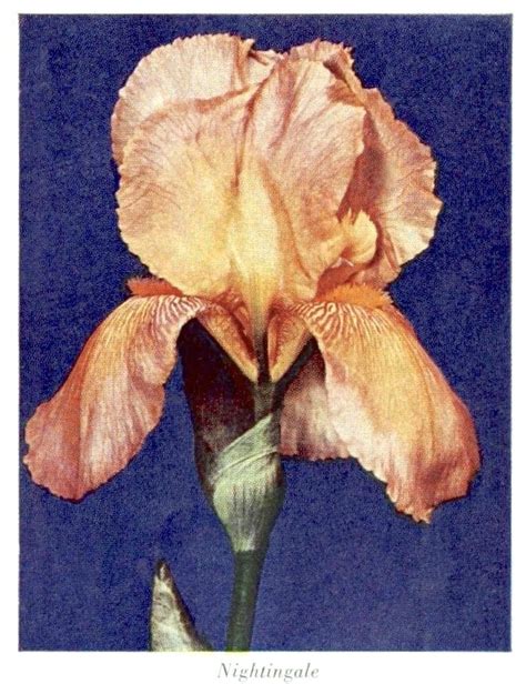Iris Nightingale #12