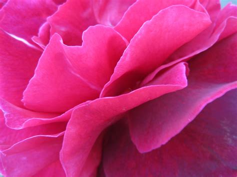 Ishtar Rose