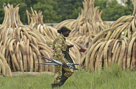 Ivory Foreign #2
