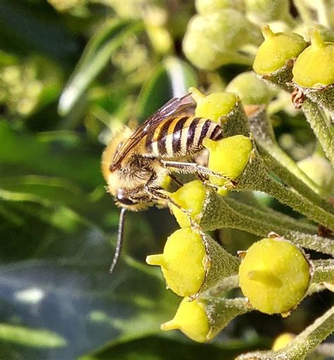 Ivy Bee