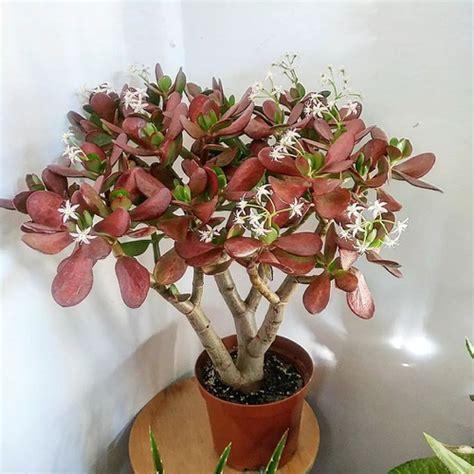 Jade Flower