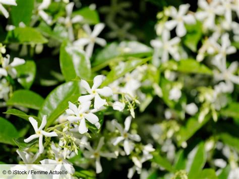 Jasmin