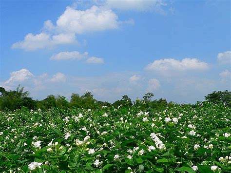 Jasmine Fields #10