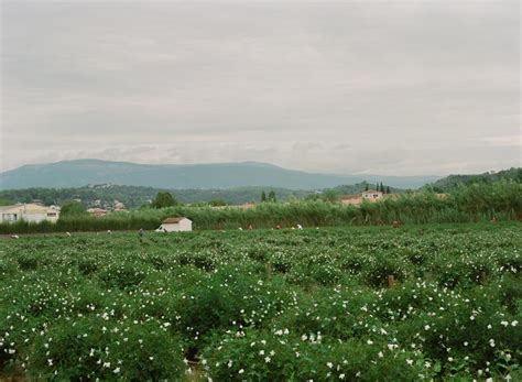 Jasmine Fields