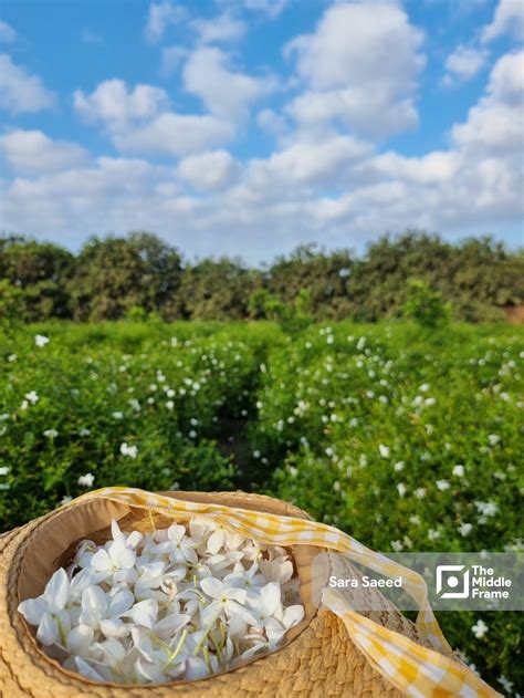 Jasmine Fields
