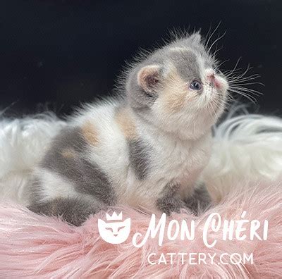 Juliette Kitten