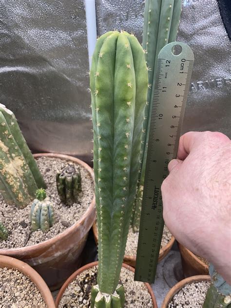 Jupiter Ogunbodede #12