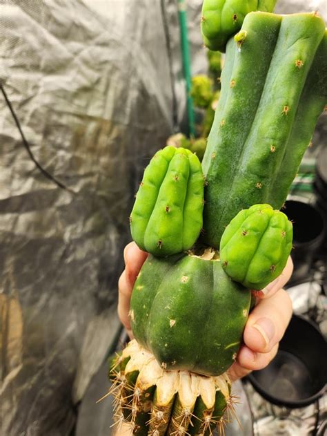 Jupiter Ogunbodede #6