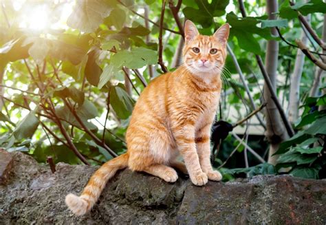 Kat