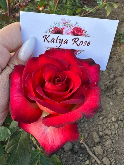 Katya Rose #12