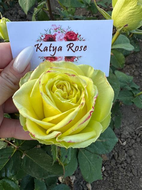Katya Rose #9