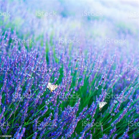 Lavender Joy