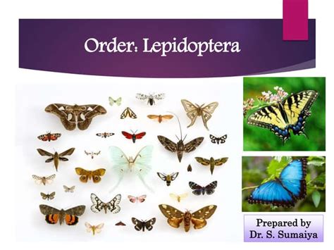 Lepidoptera