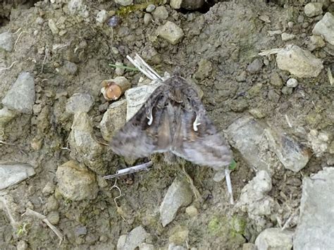 Lepidoptera #14