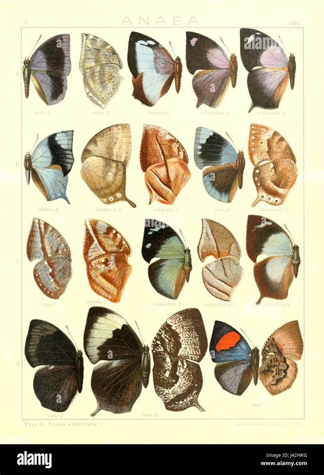 Lepidoptera #15