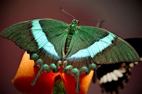 Lepidoptera