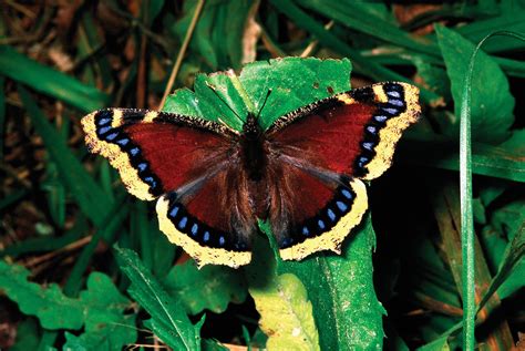 Lepidoptera #4