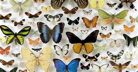 Lepidoptera