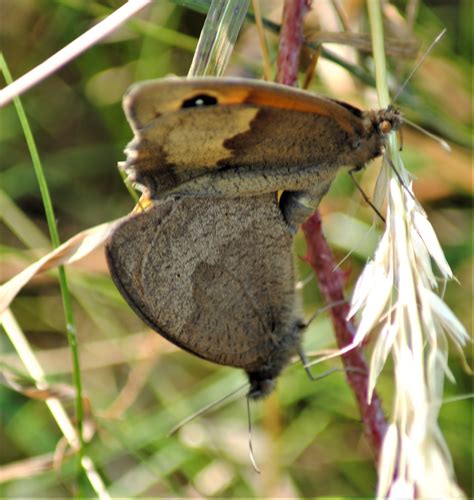 Lepidoptera #8