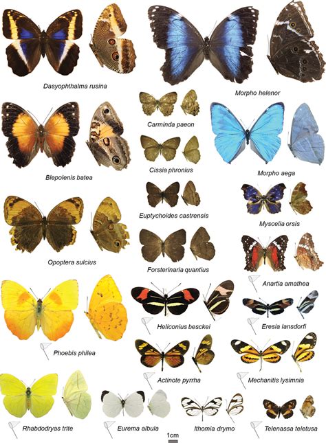 Lepidoptera #9