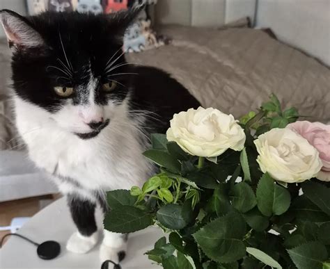 Lillyfee