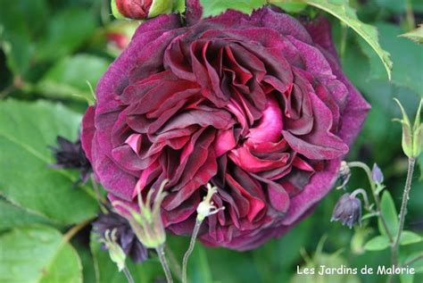 Malorie Rose #18