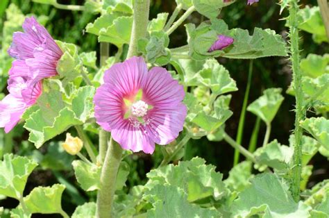 Malvacea #1