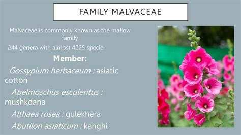 Malvacea