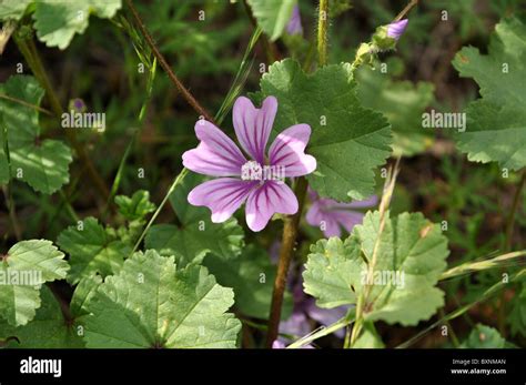 Malvacea