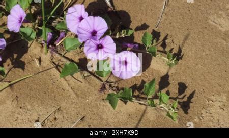 Malvacea